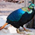 Majathal Sanctuary Places to visit in Solan, Himachal Pradesh